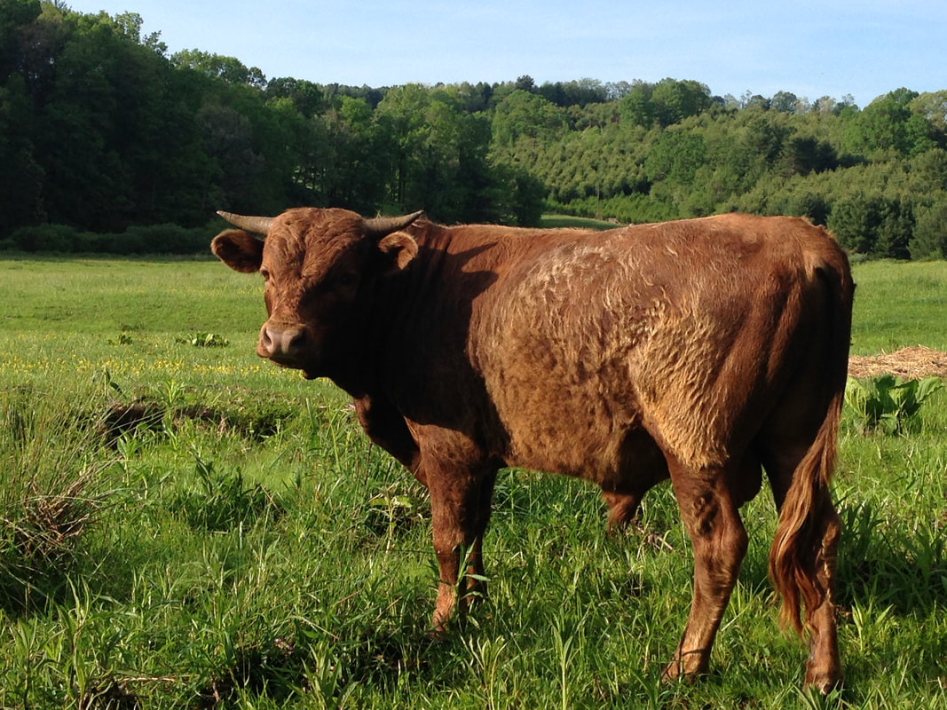 Dexter Cow - Native Farm VA