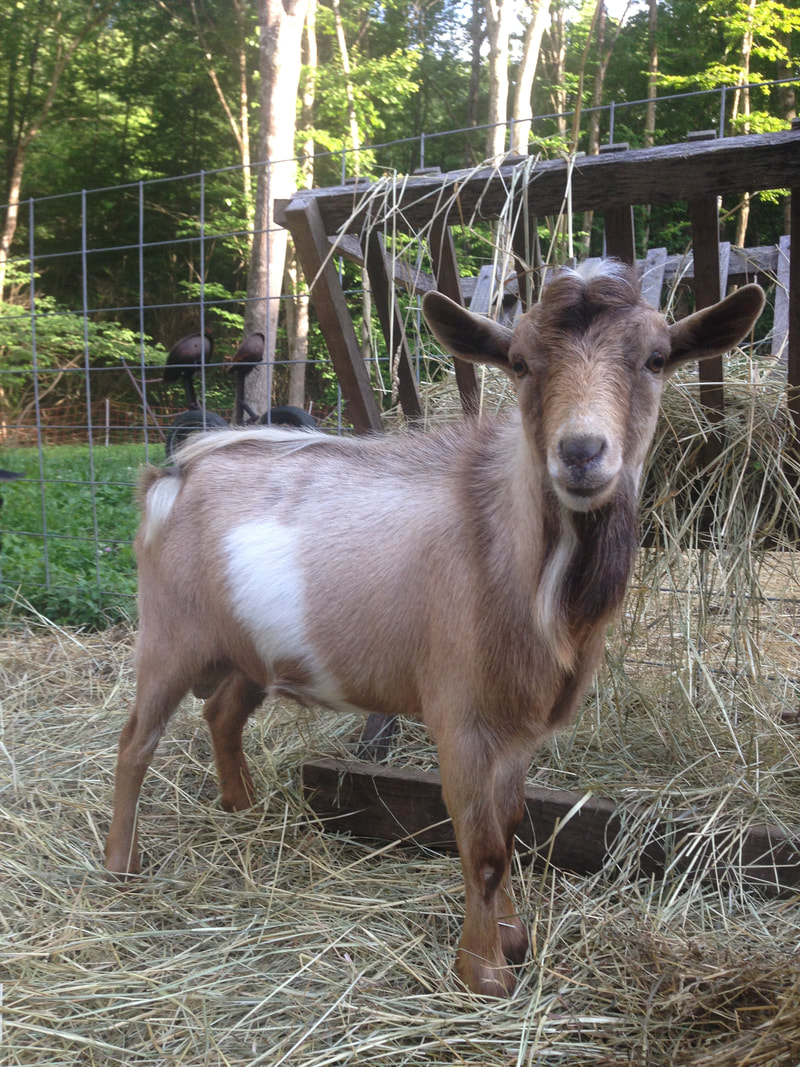 Nigerian Dwarf Goat - Native Farm VA